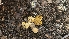  ( - FDS-CA-03440)  @11 [ ] by-nc (2024) Fresno Mycology Society Fungal Diversity Survey