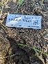  ( - FDS-CA-03621)  @11 [ ] by-nc (2024) Stu Pickell Fungal Diversity Survey