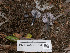  ( - FDS-CA-03624)  @11 [ ] by-nc (2024) Stu Pickell Fungal Diversity Survey