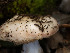  ( - FDS-CA-03619)  @11 [ ] by-nc (2024) Stu Pickell Fungal Diversity Survey