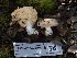  (Russula sp. CA20 - FDS-CA-03619)  @11 [ ] by-nc (2024) Stu Pickell Fungal Diversity Survey