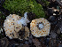  ( - FDS-CA-03619)  @11 [ ] by-nc (2024) Stu Pickell Fungal Diversity Survey