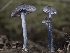 ( - FDS-CA-03624)  @11 [ ] by-nc (2024) Stu Pickell Fungal Diversity Survey