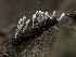  ( - FDS-CA-03621)  @11 [ ] by-nc (2024) Stu Pickell Fungal Diversity Survey