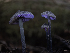  ( - FDS-CA-03624)  @11 [ ] by-nc (2024) Stu Pickell Fungal Diversity Survey