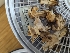  ( - FDS-CA-03603)  @11 [ ] by-nc (2024) Stu Pickell Fungal Diversity Survey