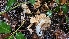  ( - FDS-CA-00438)  @11 [ ] by-nc (2024) Thea Chesney Fungal Diversity Survey