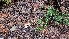  ( - FDS-CA-00438)  @11 [ ] by-nc (2024) Thea Chesney Fungal Diversity Survey