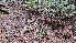  ( - FDS-CA-00438)  @11 [ ] by-nc (2024) Thea Chesney Fungal Diversity Survey