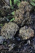  ( - FDS-CA-00792)  @11 [ ] by-nc (2024) Taye Bright Fungal Diversity Survey