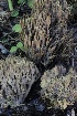  ( - FDS-CA-00792)  @11 [ ] by-nc (2024) Taye Bright Fungal Diversity Survey
