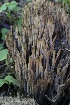  ( - FDS-CA-00792)  @11 [ ] by-nc (2024) Taye Bright Fungal Diversity Survey