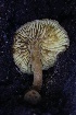  ( - FDS-CA-00902)  @11 [ ] by-nc (2024) Taye Bright Fungal Diversity Survey