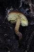  ( - FDS-CA-00902)  @11 [ ] by-nc (2024) Taye Bright Fungal Diversity Survey