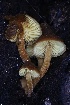  ( - FDS-CA-00902)  @11 [ ] by-nc (2024) Taye Bright Fungal Diversity Survey