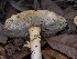  ( - FDS-CA-01435)  @11 [ ] by-nc (2024) Stu Pickell Fungal Diversity Survey