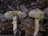  ( - FDS-CA-01435)  @11 [ ] by-nc (2024) Stu Pickell Fungal Diversity Survey