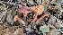  ( - FDS-CA-00413)  @11 [ ] by-nc (2024) Thea Chesney Fungal Diversity Survey