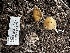  ( - FDS-CA-01832)  @11 [ ] by-nc (2024) Aaron Tupac Fungal Diversity Survey