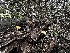  ( - FDS-CA-01832)  @11 [ ] by-nc (2024) Aaron Tupac Fungal Diversity Survey