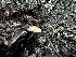  ( - FDS-CA-01832)  @11 [ ] by-nc (2024) Aaron Tupac Fungal Diversity Survey