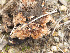  ( - FDS-CA-01459)  @11 [ ] by-nc (2024) Stu Pickell Fungal Diversity Survey