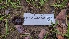  ( - FDS-CA-03442)  @11 [ ] by-nc (2024) Fresno Mycology Society Fungal Diversity Survey