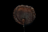  ( - FDS-CA-03442)  @11 [ ] by-nc (2024) Fresno Mycology Society Fungal Diversity Survey