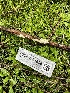  ( - FDS-CA-01896)  @11 [ ] by-nc (2024) Aaron Tupac Fungal Diversity Survey