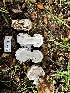  ( - FDS-CA-01893)  @11 [ ] by-nc (2024) Aaron Tupac Fungal Diversity Survey