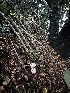 ( - FDS-CA-01893)  @11 [ ] by-nc (2024) Aaron Tupac Fungal Diversity Survey