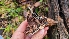  ( - FDS-CA-03445)  @11 [ ] by-nc (2024) Fresno Mycology Society Fungal Diversity Survey