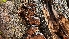  ( - FDS-CA-03445)  @11 [ ] by-nc (2024) Fresno Mycology Society Fungal Diversity Survey