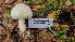  ( - FDS-CA-03446)  @11 [ ] by-nc (2024) Fresno Mycology Society Fungal Diversity Survey