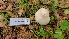  ( - FDS-CA-03446)  @11 [ ] by-nc (2024) Fresno Mycology Society Fungal Diversity Survey