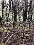  ( - FDS-CA-03234)  @11 [ ] by (2024) Justin Paulin Fungal Diversity Survey