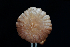  ( - FDS-CA-03453)  @11 [ ] by-nc (2024) Fresno Mycology Society Fungal Diversity Survey