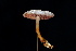  ( - FDS-CA-03453)  @11 [ ] by-nc (2024) Fresno Mycology Society Fungal Diversity Survey