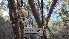  (Corticium sp. CA01 - FDS-CA-03454)  @11 [ ] by-nc (2024) Fresno Mycology Society Fungal Diversity Survey