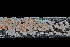  ( - FDS-CA-03454)  @11 [ ] by-nc (2024) Fresno Mycology Society Fungal Diversity Survey
