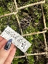  ( - FDS-CA-01027)  @11 [ ] by-nc (2024) Bat Vardeh Fungal Diversity Survey