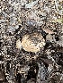  ( - FDS-CA-01032)  @11 [ ] by-nc (2024) Bat Vardeh Fungal Diversity Survey