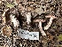  ( - FDS-CA-01032)  @11 [ ] by-nc (2024) Bat Vardeh Fungal Diversity Survey