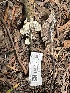  ( - FDS-CA-01033)  @11 [ ] by-nc (2024) Bat Vardeh Fungal Diversity Survey