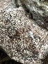  (Gloeoporus sp. dichrous-IN01 - FDS-CA-01033)  @11 [ ] by-nc (2024) Bat Vardeh Fungal Diversity Survey
