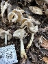  ( - FDS-CA-02046)  @11 [ ] by-nc (2024) Bat Vardeh Fungal Diversity Survey