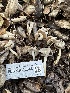  ( - FDS-CA-02046)  @11 [ ] by-nc (2024) Bat Vardeh Fungal Diversity Survey
