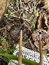  ( - FDS-CA-02054)  @11 [ ] by-nc (2024) Bat Vardeh Fungal Diversity Survey