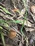  ( - FDS-CA-02056)  @11 [ ] by-nc (2024) Bat Vardeh Fungal Diversity Survey