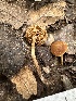  (Pholiotina sp. TAC1682a - FDS-CA-02056)  @11 [ ] by-nc (2024) Bat Vardeh Fungal Diversity Survey